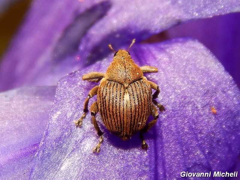 Serie di Curculionidae del parco del Ticino